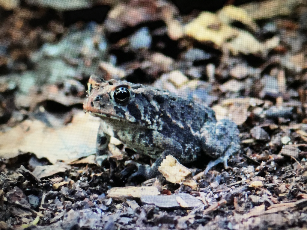 Southern Toad from 8132 Mason Ridge Ln, Wilmington, NC, US on June 30 ...