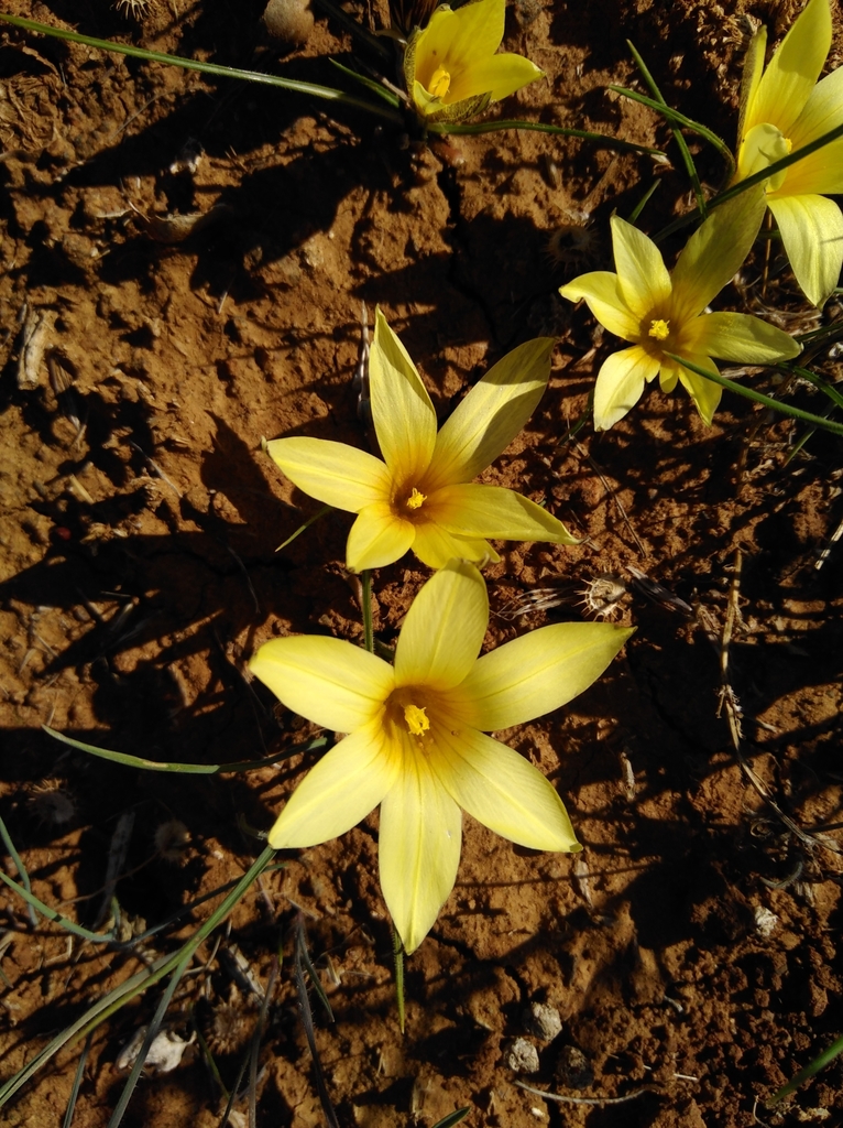 Romulea montana, Namakwa, ZA-NC, ZA