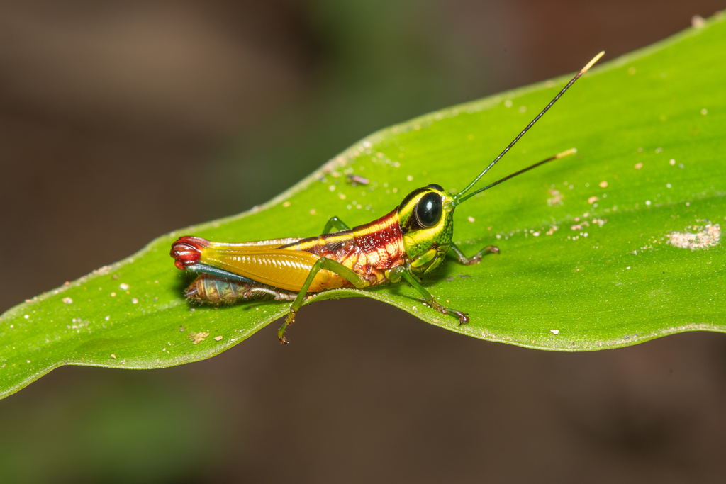 Traulacris grandis