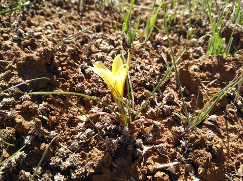 Romulea montana