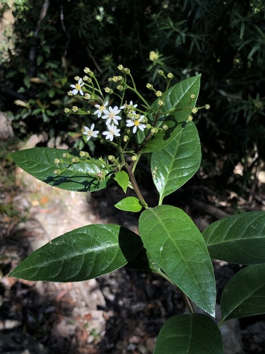 Image of Olearia elliptica by (c) Samuel Frankel, some rights reserved (CC BY)