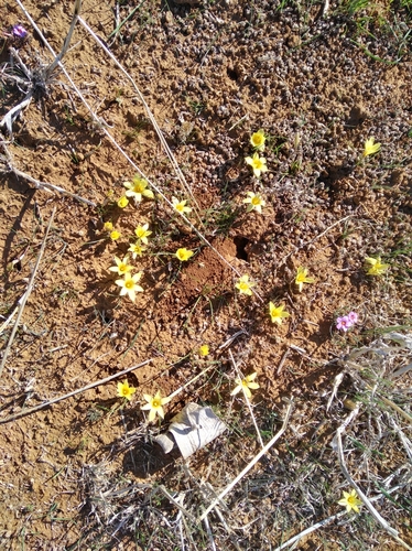 Romulea montana
