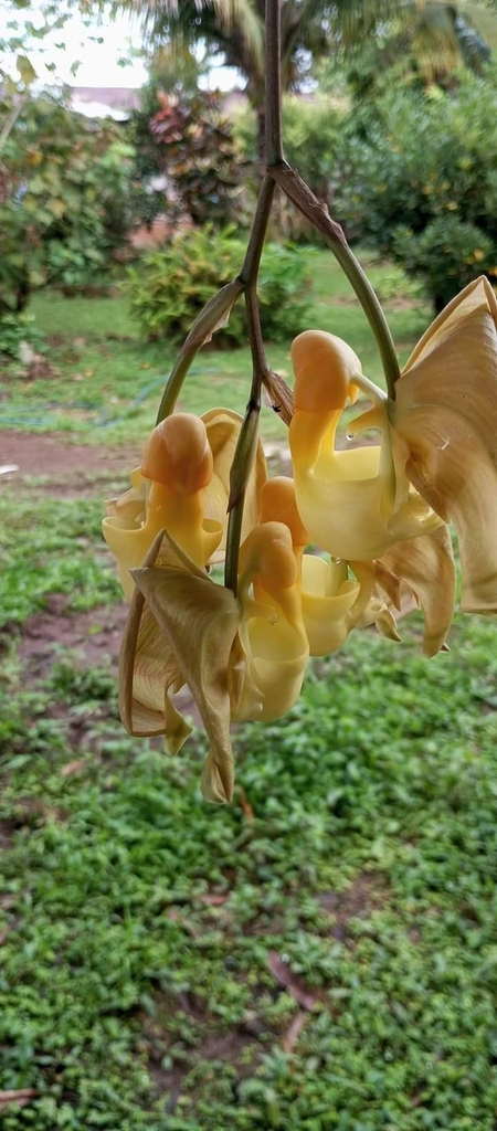Coryanthes hunteriana