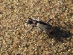 Cicindela limbata