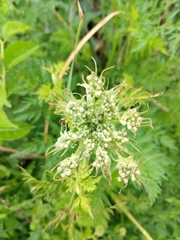 Peucedanum palustre