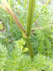 Peucedanum palustre