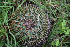 Echinofossulocactus crispatus