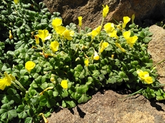Oxalis lasiorrhiza