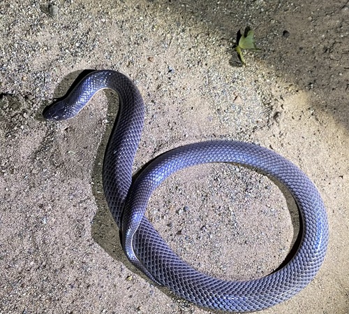 Photo of a African Garter Snake (Elapsoidea sundevallii)