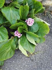 Bergenia crassifolia