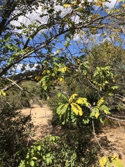 Xeroderris stuhlmannii