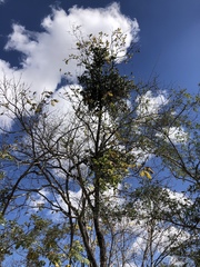 Xeroderris stuhlmannii