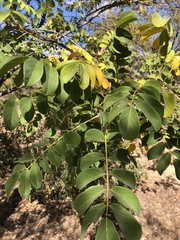 Xeroderris stuhlmannii