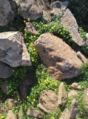 Oxalis lasiorrhiza