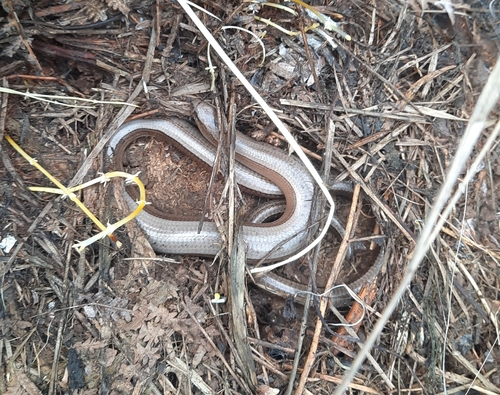Greek Slowworm, Peloponnese, Peloponnese, Western Greece and the Ionian Islands, GR, photo 6 of 10