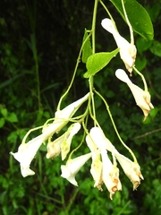 Calyptrion arboreum