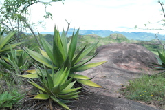 Agave ghiesbreghtii