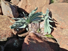 Boophone haemanthoides