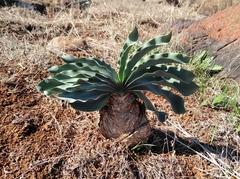 Boophone haemanthoides