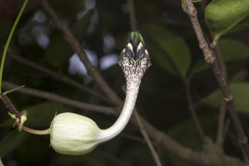 Ceropegia oculata