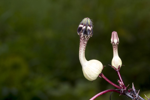 Ceropegia oculata