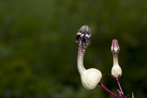Ceropegia oculata