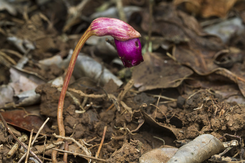Image of Aeginetia indica by (c) Ramesh Shenai Jr., some rights reserved (CC BY)