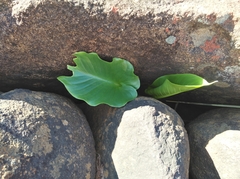 Zantedeschia odorata