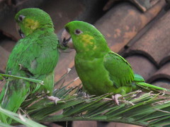 Psittacara strenuus