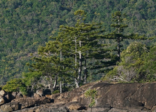 Araucaria cunninghamii