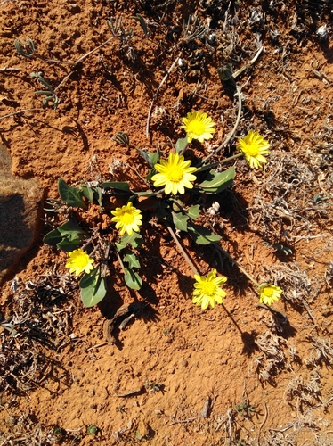 Image of Othonna hederifolia by (c) Brian du Preez, some rights reserved (CC BY-SA)
