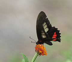 Parides erithalion