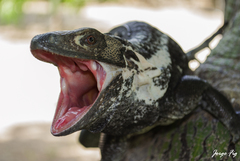 Ctenosaura acanthura