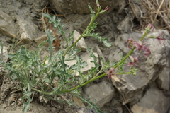 Matthiola daghestanica