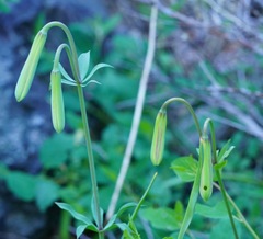 Lilium pardalinum