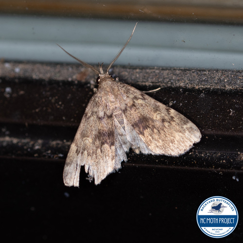Toothed Idia Moth photo 4