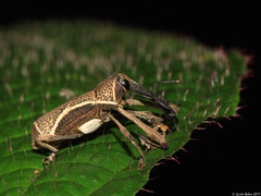 Sternuchopsis chiliarchus
