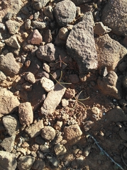 Oxalis filifoliolata