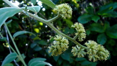 Tournefortia villosa