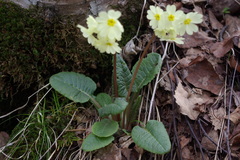 Primula cordifolia