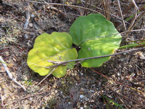 Othonna heterophylla