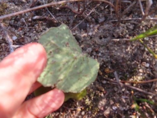 Othonna heterophylla