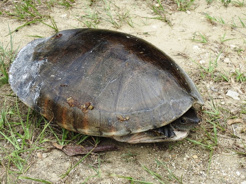 Central American River Turtle