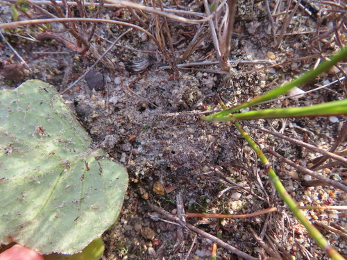 Othonna heterophylla