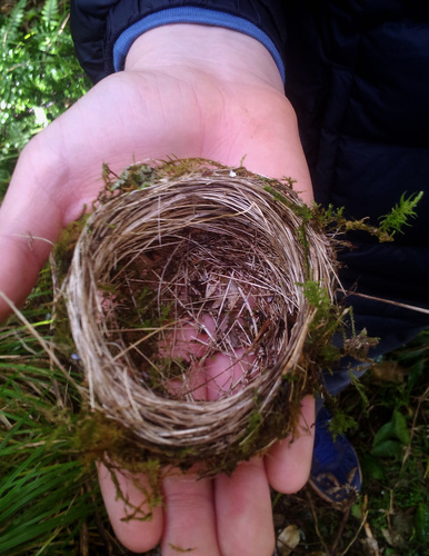 Zosterops lateralis