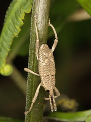 Cryptoderma