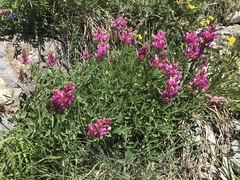Onobrychis montana