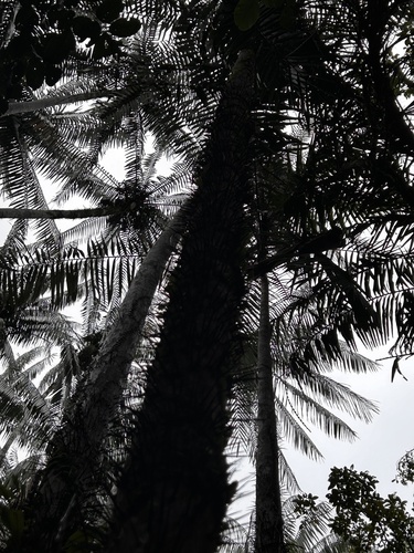 Oncosperma tigillarium, photograph 5