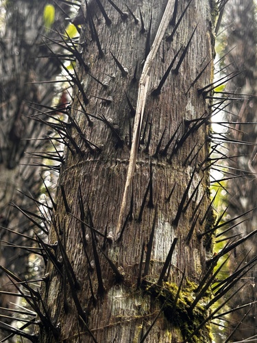 Image of Oncosperma tigillarium by no rights reserved