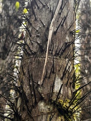 Oncosperma tigillarium, photograph author not stated, no rights reserved